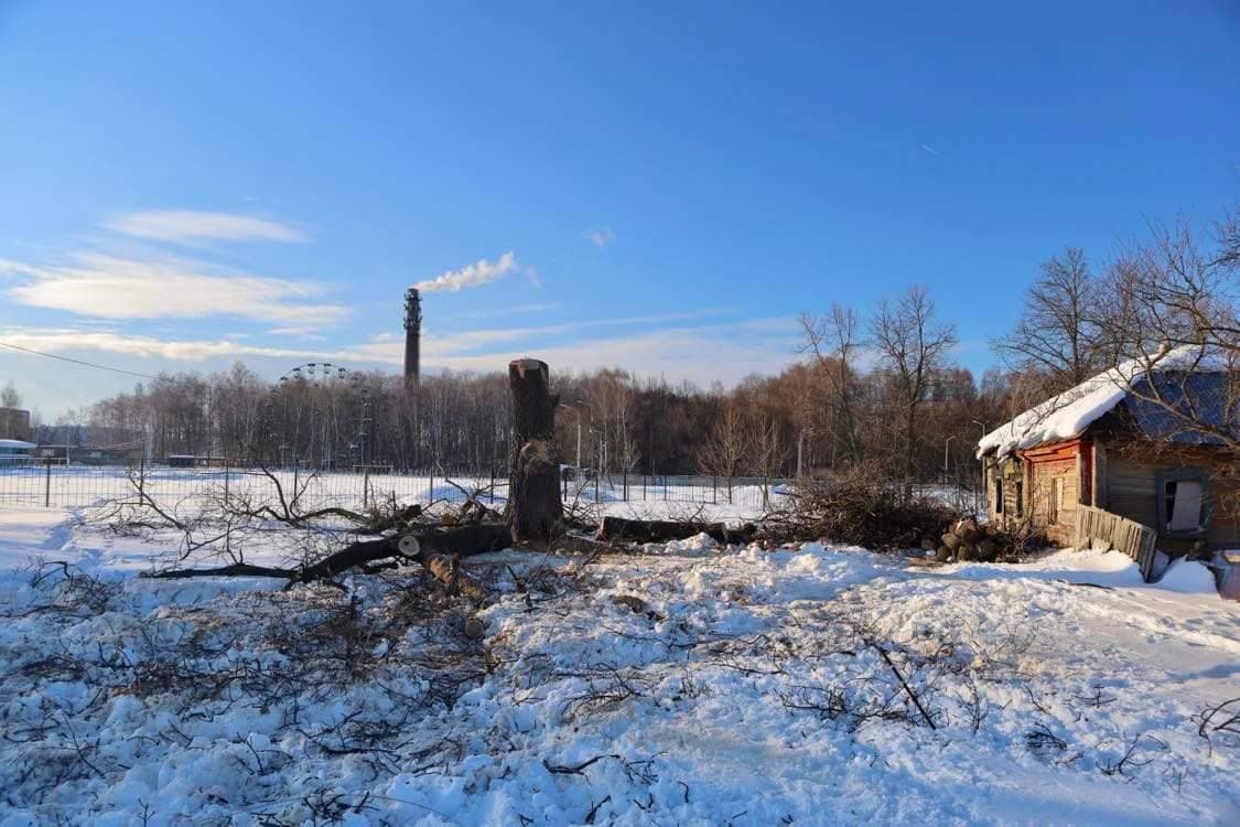 В Веневе варварски уничтожили уникальный трехсотлетний дуб - Тульские ...